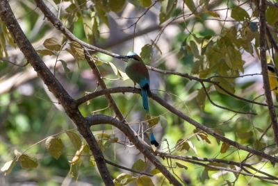 Turquoise-Browed Motmots 2024